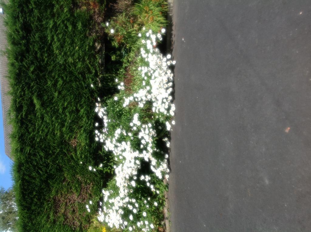 Innisfree B&B Bunratty Exterior foto